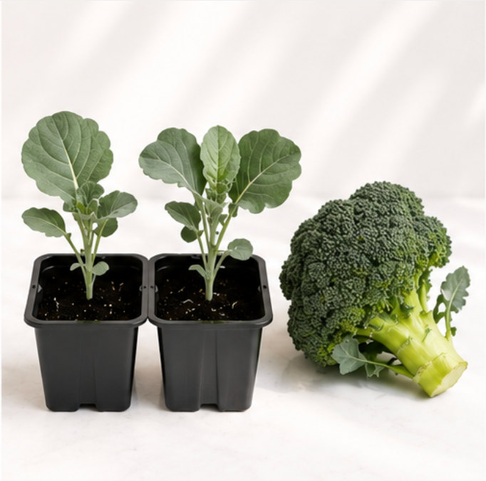 Broccoli