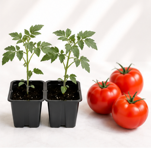 Beefsteak Tomato