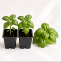 Basil