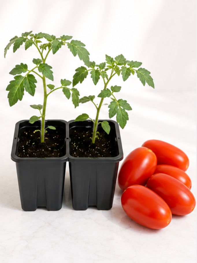 Roma Tomato