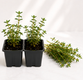 Thyme