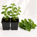 Oregano