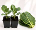 Collard Greens