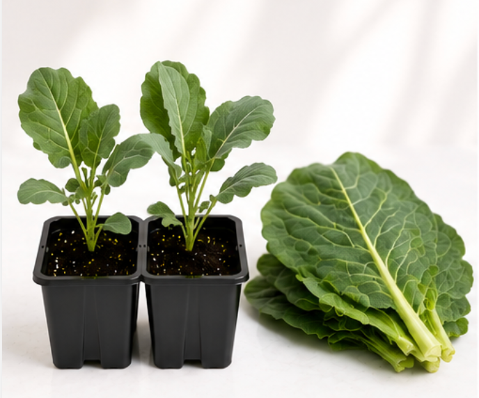 Collard Greens