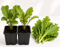 Mustard Greens