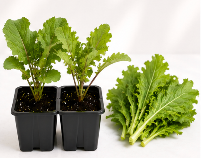 Mustard Greens