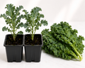 Kale