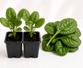 Spinach