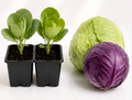 Green Cabbage