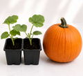 Connecticut Field Pumpkin