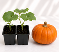 Sugar Pie Pumpkin Plants