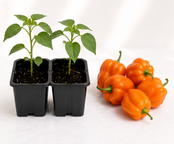 Habanero Pepper