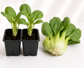Bok Choy