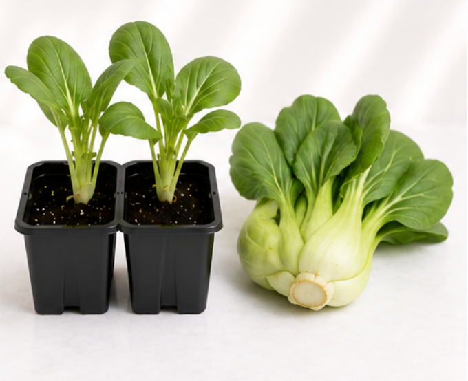 Bok Choy