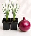 Onion