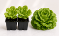 Buttercrunch Lettuce