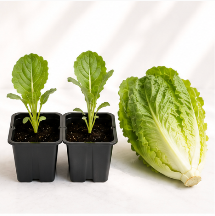 Romaine Lettuce