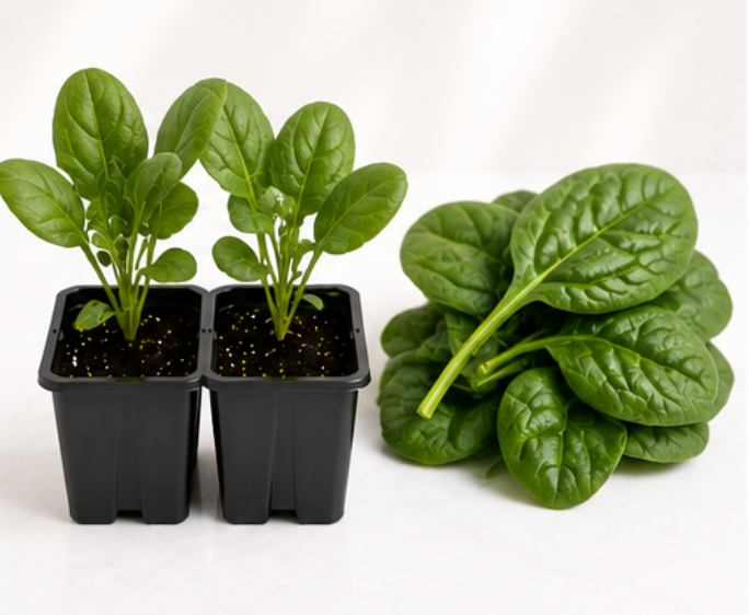 Spinach