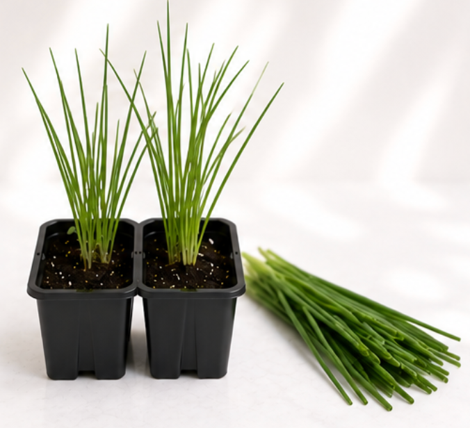 Chives