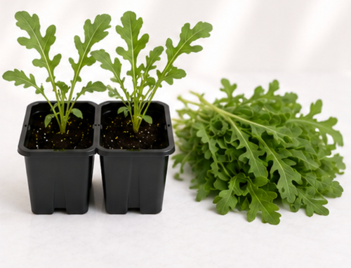 Arugula