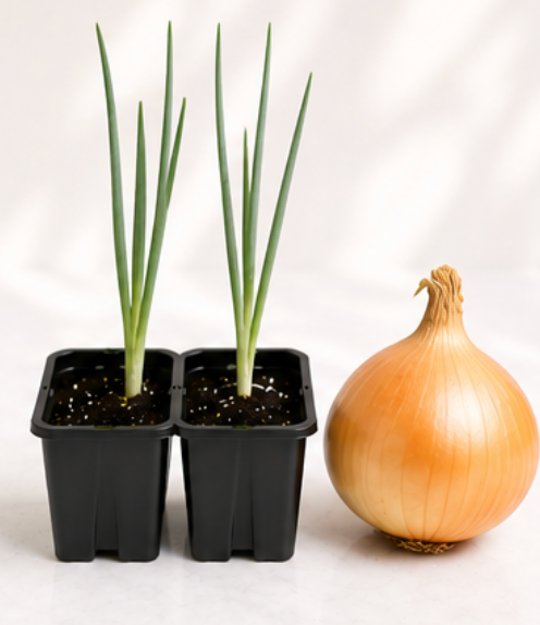 Onion