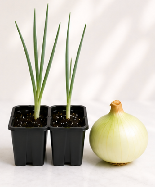 Onion